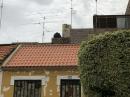 The antennas seen from another street in town.